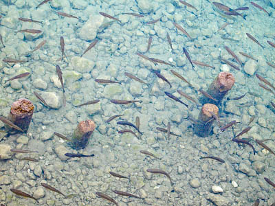 Fish in Lake Bohinj